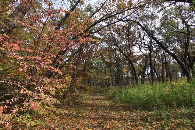 240-Autumn Back Trail